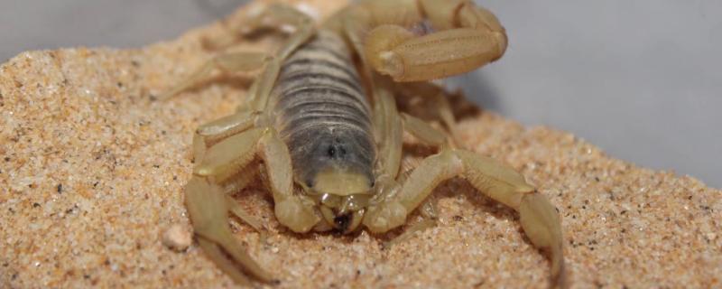 人工养的蝎子吃啥东西，一次喂多少