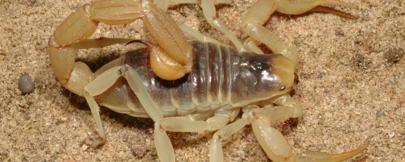 蝎子生长周期是多长，在什么环境下生长合适