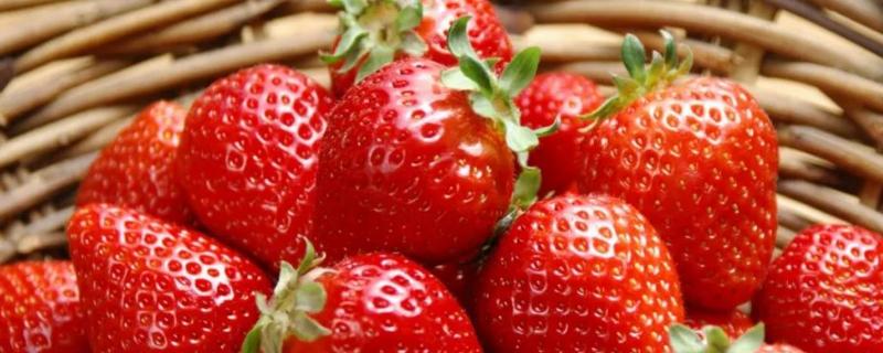 草莓株距行距多少厘米，附草莓的种植技术