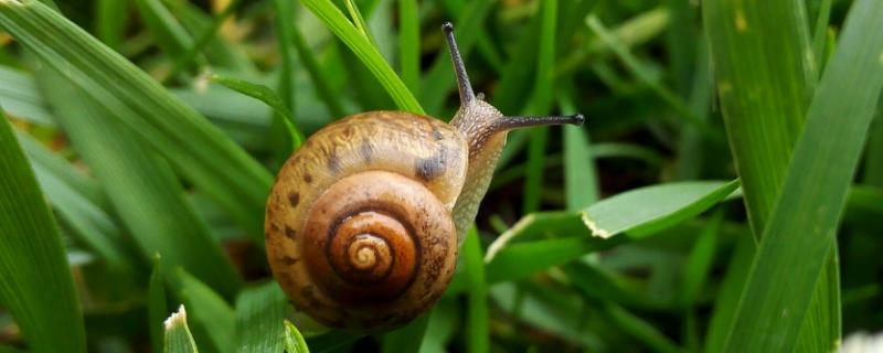 捡来的野生蜗牛能活多久，野生蜗牛有病毒细菌吗