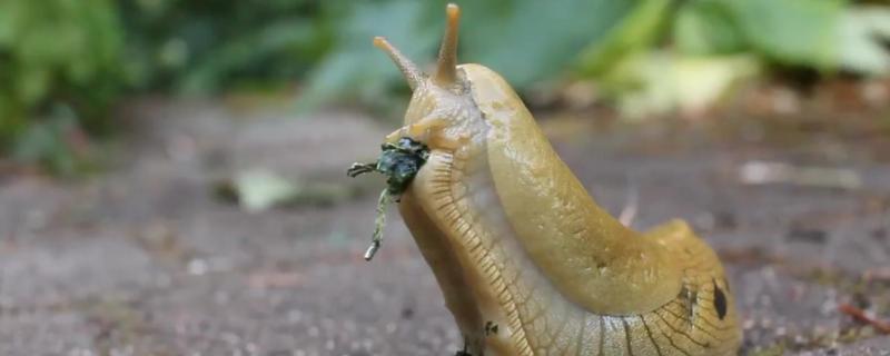 无壳蜗牛是怎么来的，无壳蜗牛是益虫还是害虫