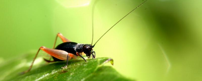 蚂蚱和蟋蟀是一样的吗，蟋蟀是益虫还是害虫