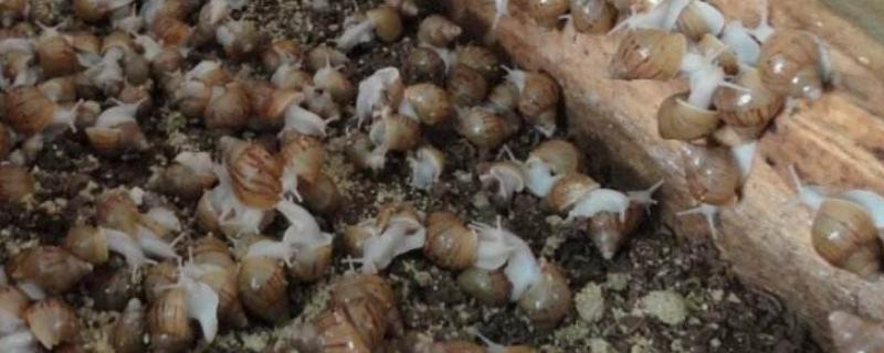 养蜗牛需要土吗，需要什么环境