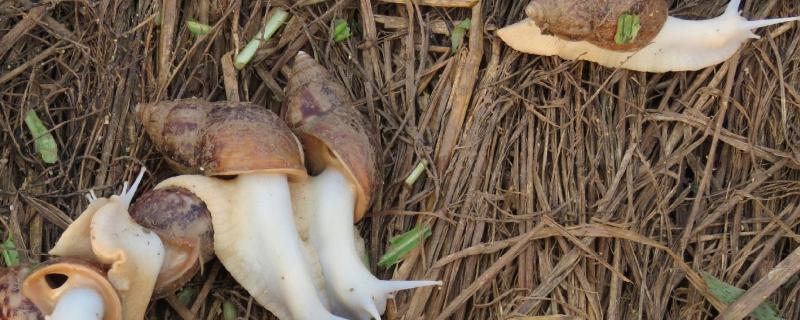 白玉蜗牛有毒吗能养吗，寿命一般有多长