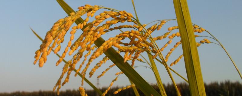 100毫升芸苔素打多少亩水稻，芸苔素内酯可以灌根吗