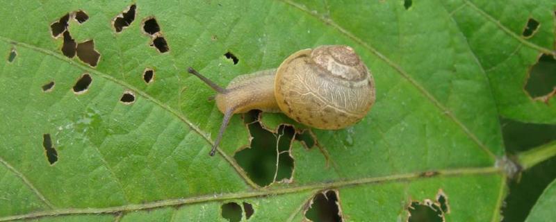 什么药可以除掉玉米地的蜗牛，附蜗牛的危害