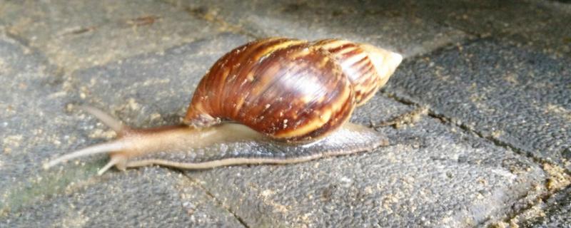 一只蜗牛能繁殖后代吗，繁殖季节是什么时候