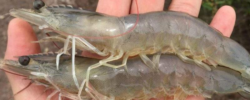 虾塘纤毛虫怎么根治，附病症和原因