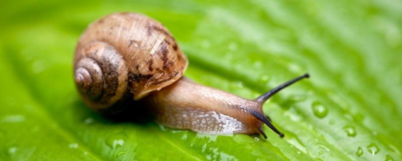 野生蜗牛能养吗，野生蜗牛有毒吗