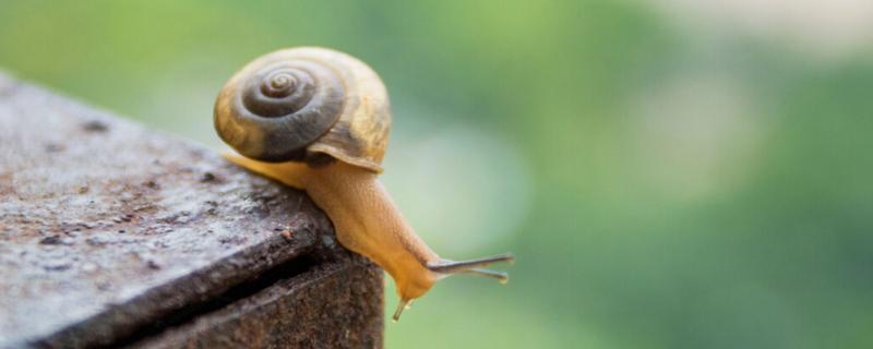 菜地里的蜗牛怎么除掉，蜗牛吃菜叶子吗