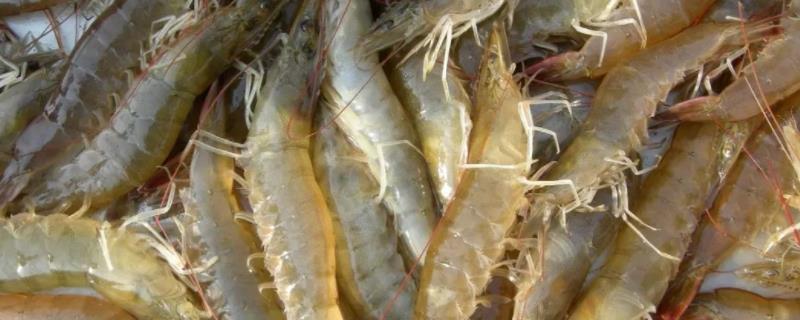 对虾纤毛虫如何处理，附病症和原因