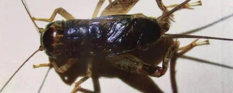蟋蟀为什么吃自己的腿，蟋蟀产卵用什么土