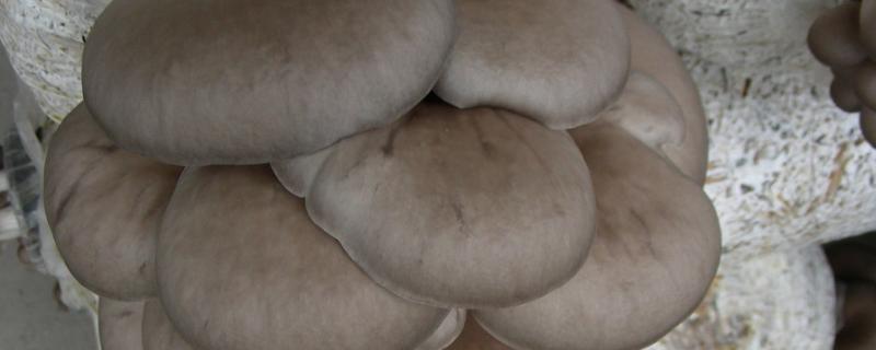 种平菇新技术新方法，种平菇用生石灰还是熟石灰