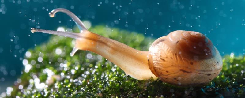 蜗牛壳破了一个洞还能活吗，蜗牛壳是怎么长大的
