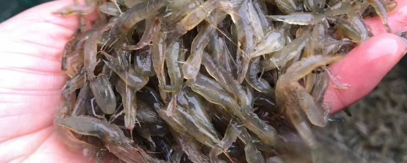 小虾米怎么养，小虾米属于河虾还是海虾