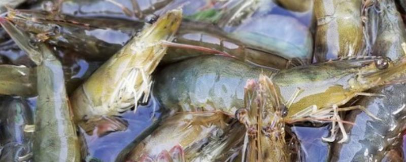 氰戊菊酯捕虾方法，对人类有害吗