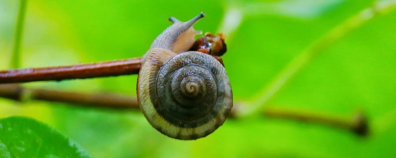 下雨天捡的蜗牛能拿回来养么，蜗牛如何繁殖