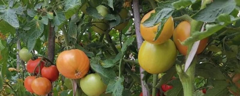 西红柿种子怎么留种，西红柿种子几天能发芽