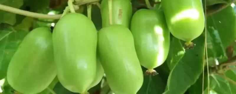 软枣猕猴桃怎么繁殖，附种植方法