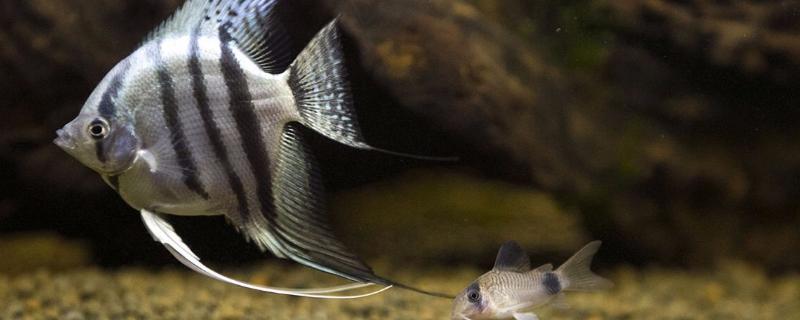 人工燕鱼繁殖技巧，燕鱼产卵后多久隔离大鱼