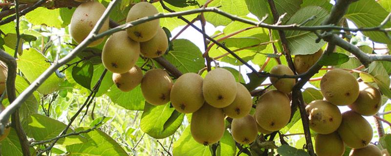 猕猴桃种植几年能结果，附种植条件和气候