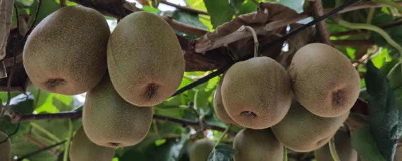 猕猴桃几年可以挂果，果实一般怎么保存