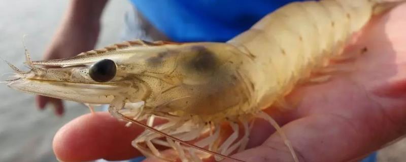 人工养殖的基围虾有抗生素吗，基围虾如何去虾线