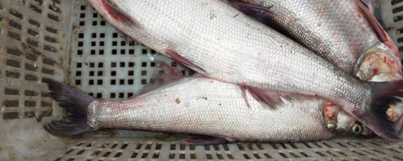 白条鱼最大能长多少斤，白条鱼和翘嘴鱼有什么区别