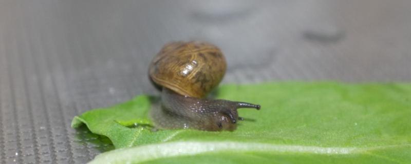 蜗牛吃玉米须影响产量吗，蜗牛吃什么食物