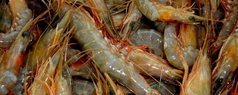 青虾养殖需要什么条件，青虾和红虾有哪些区别