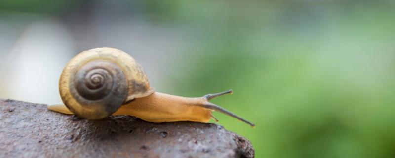 四聚乙醛杀蜗牛的原理，对植物有害吗