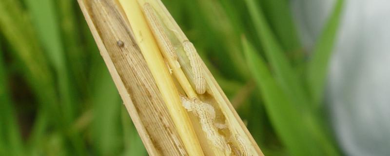 水稻钻心虫用什么药最管用，是什么原因导致的