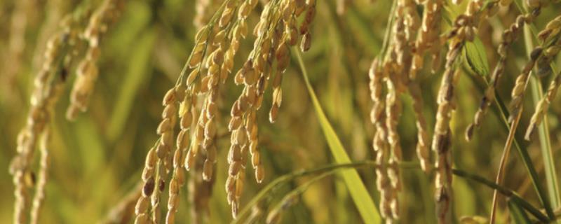 水稻幼穗分化8个时期，水稻幼穗发育特征