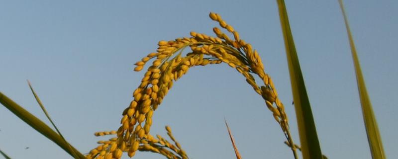 水稻孕穗期施肥用什么肥料，水稻孕穗期在什么时间