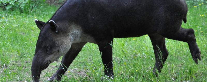 貘的繁殖方式，貘是什么动物