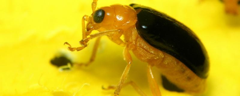 萤火虫可以养吗，在什么季节会出现