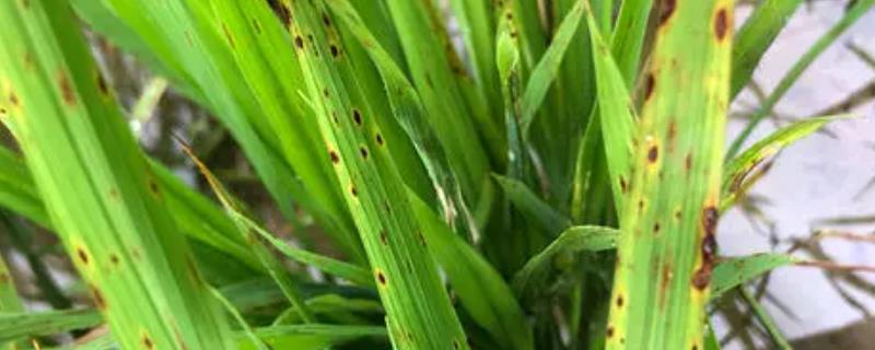 水稻胡麻斑病是怎么治疗，是什么原因引起的