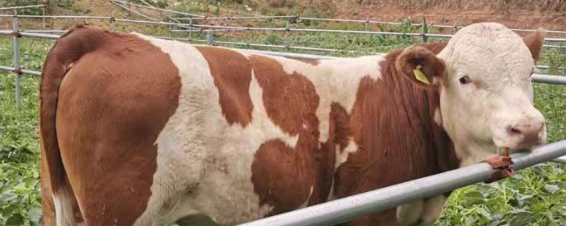 西门塔尔牛六白特征，西门塔尔牛一年能长多少斤