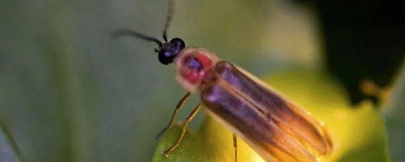 萤火虫养殖方法，萤火虫为什么会发光