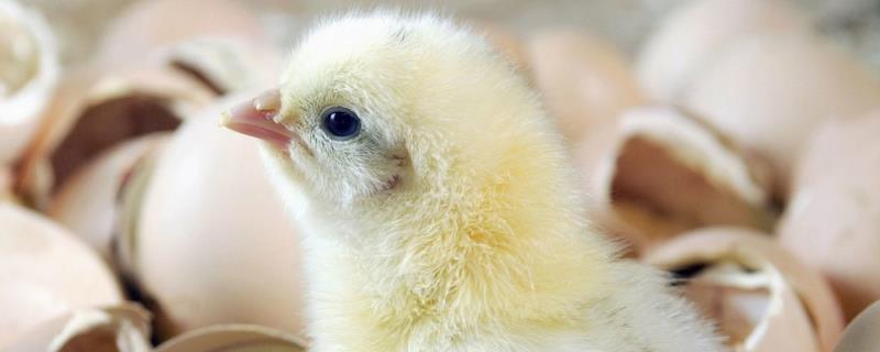 小鸡一天不喂食会死吗，怎么养才不会死