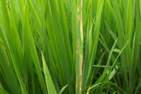 水稻有哪些病虫害，分别如何防治