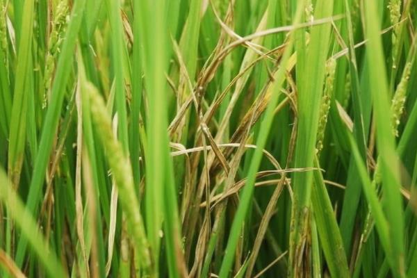 水稻有哪些病虫害，分别如何防治