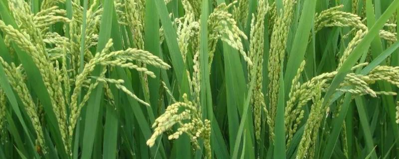 影响水稻种植的因素，水稻种植的技术要点