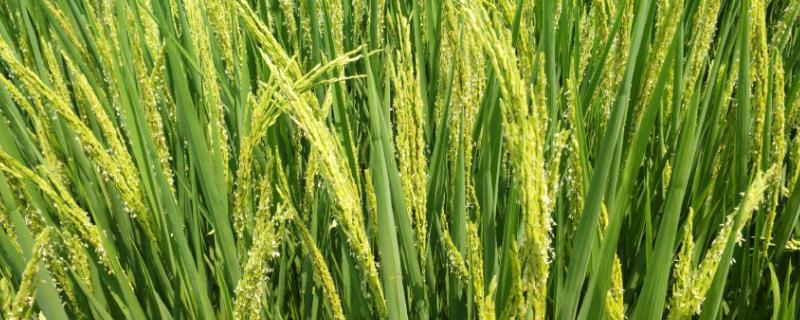 七月的水稻是什么样的?，南方收水稻是几月份