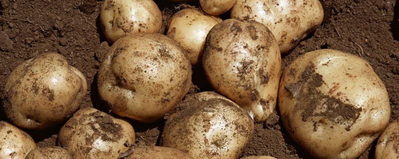 土豆6月份可以种植吗，附种植方法