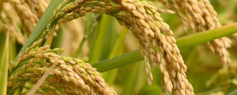 水稻氮肥过多如何补救，附症状