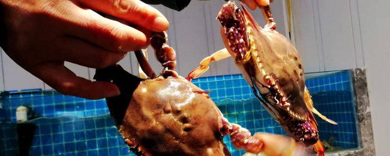 梭子蟹有活的吗，养殖的贵还是野生的贵