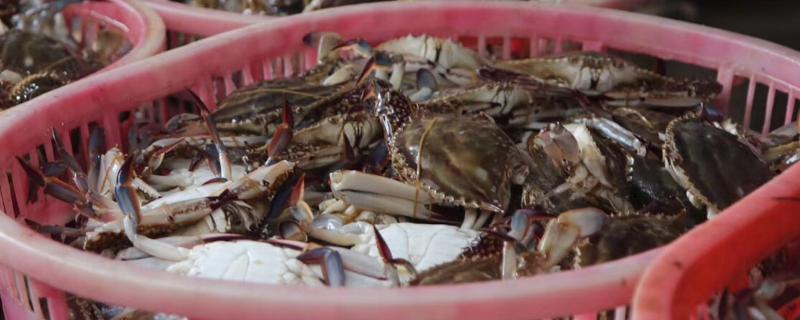 梭子蟹海捕与养殖的区别，市场上的梭子蟹是野生的还是养殖的