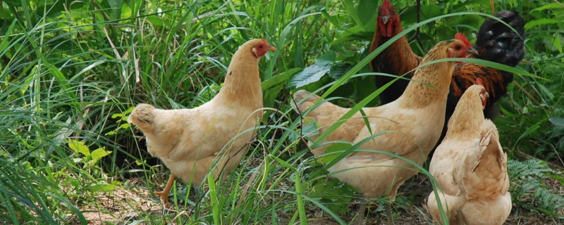 散养土鸡一天吃多少粮食，鸡舍怎么建造