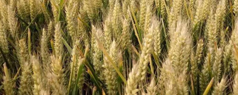 新矮抗58小麦品种的特点，附简介